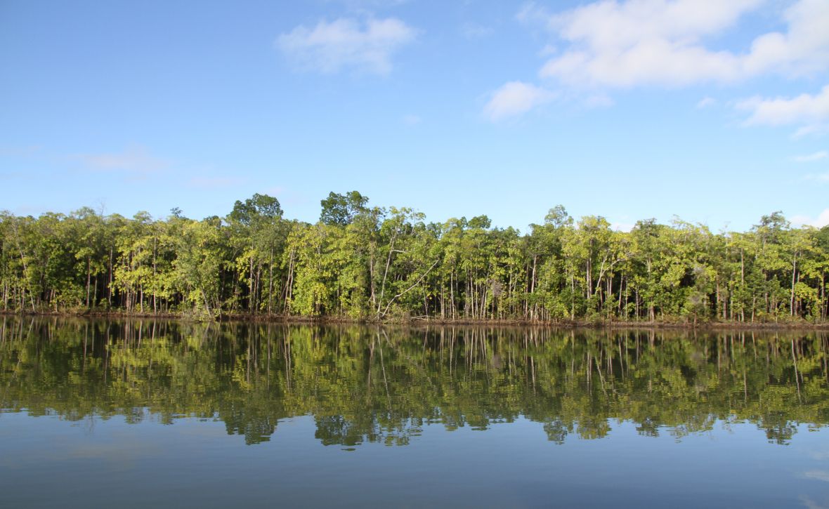 From Community Monitoring to Environmental Decision-Making: MangroveWatch Reaches Another Major Milestone
