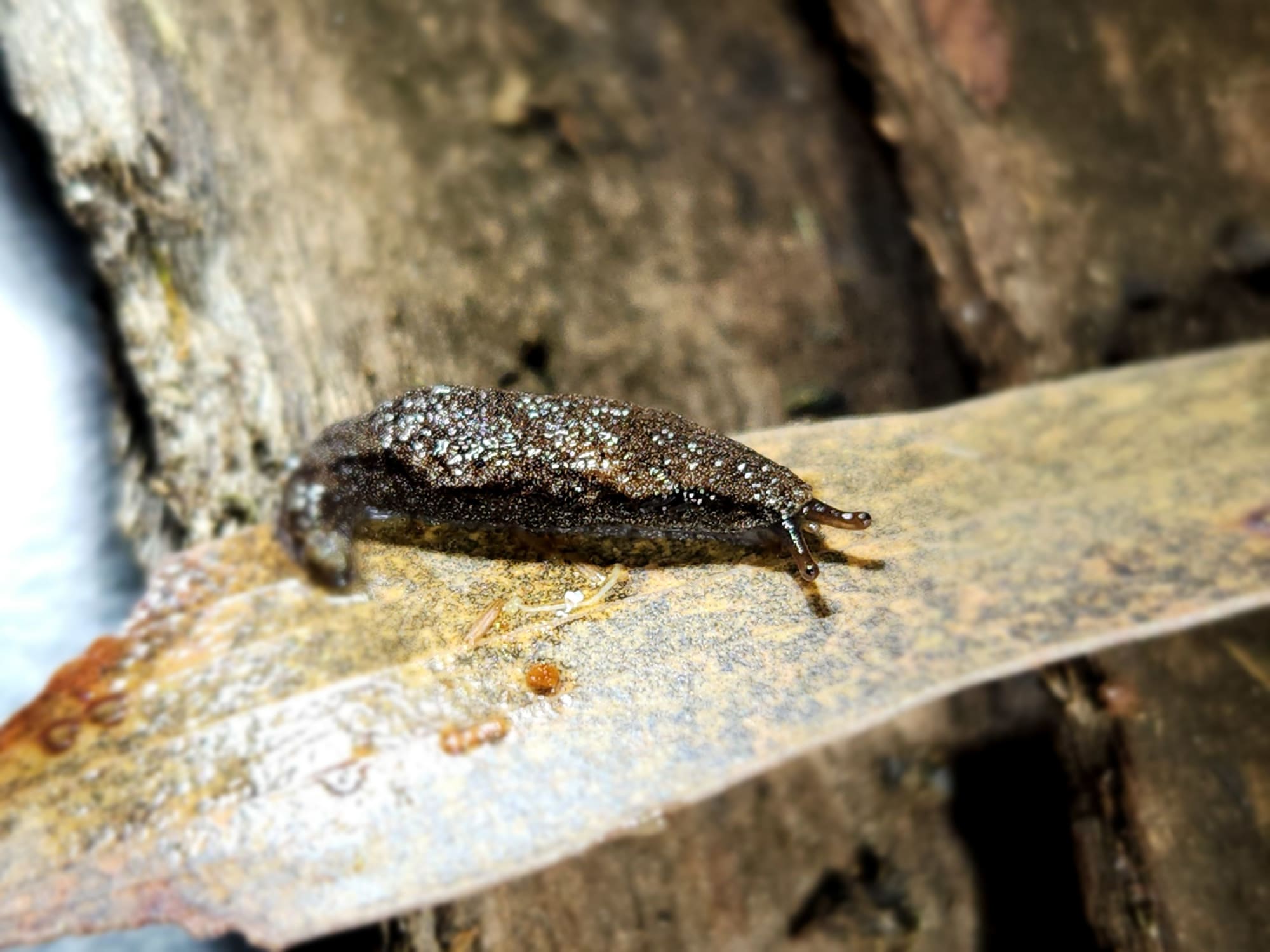 native slug called Cystopelta astra (Snowy Mountains Humpback slug)