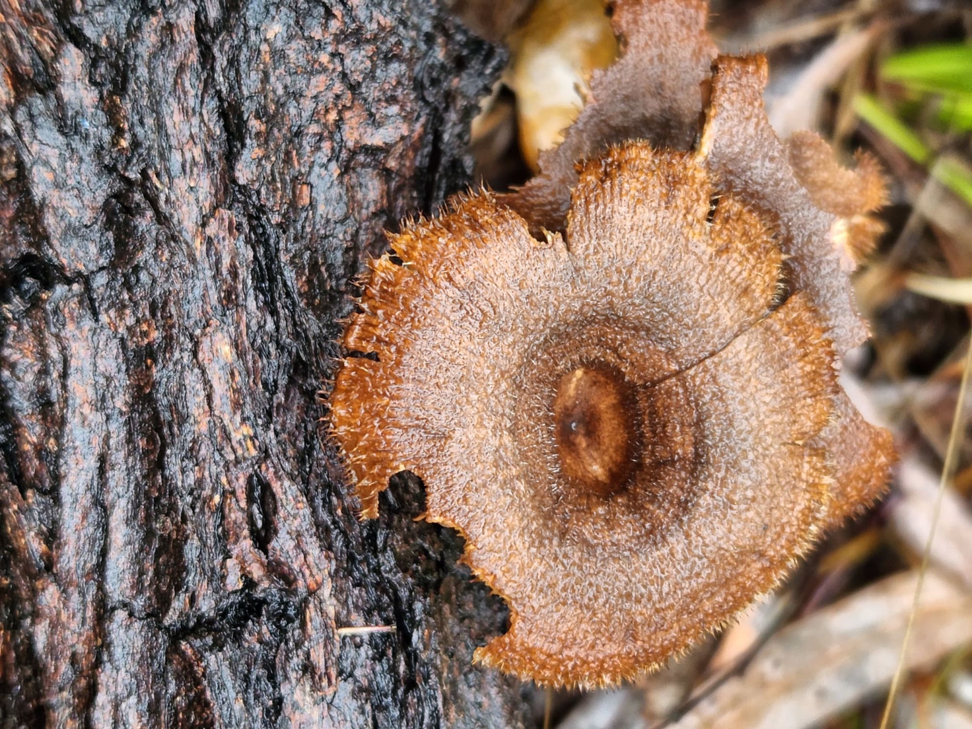 fabulous fungi on tree