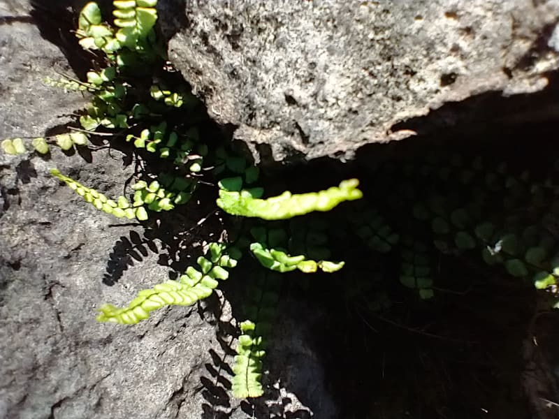  We found the limestone outbreak and the caves, as well as the remains of a few native snails.