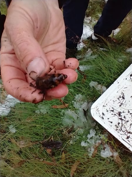 When in the mountains, always be prepared for sudden changes of weather just like plants, beetles, and snails.