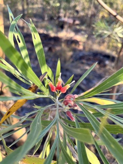 Grevillea genus of plant