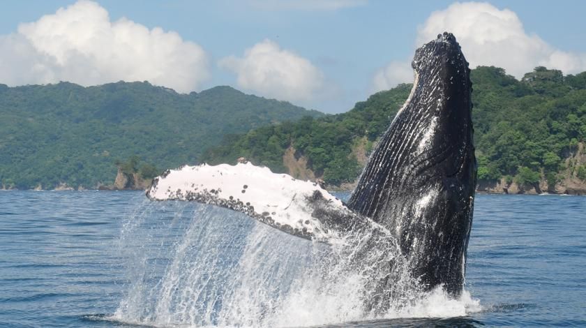 Conserving Marine Mammals in Costa Rica_image1
