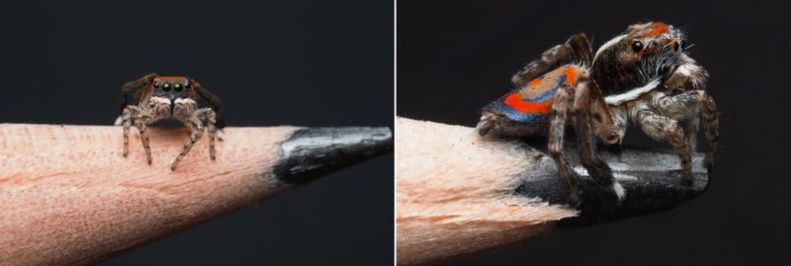 Spiders that look like lollies and have eyes on their belly image 1
