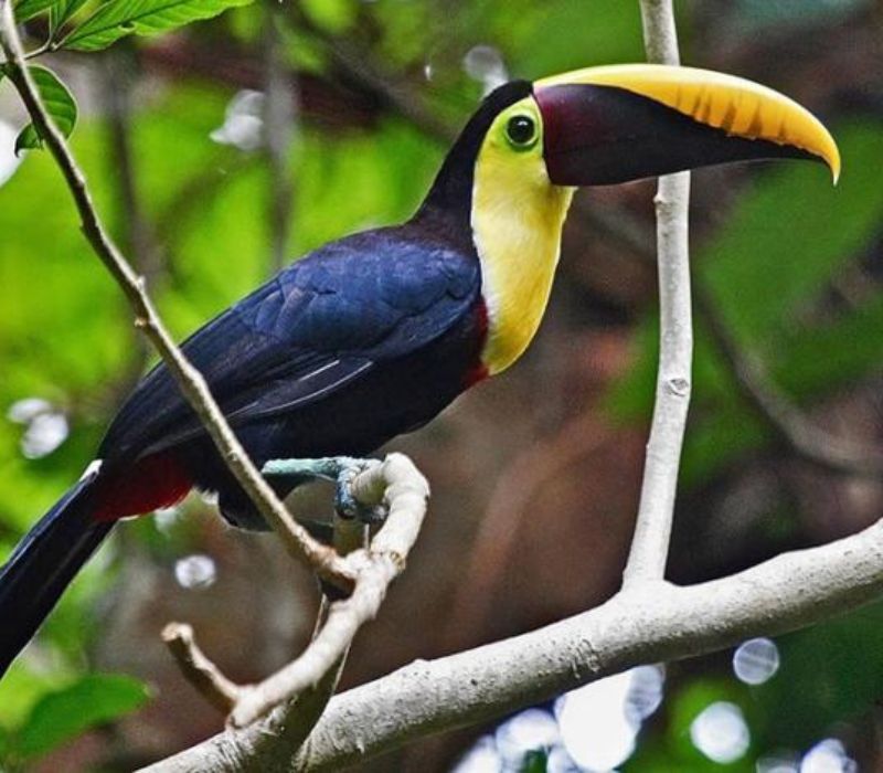 Photo of the NEW! - Rainforest Revival in Costa Rica