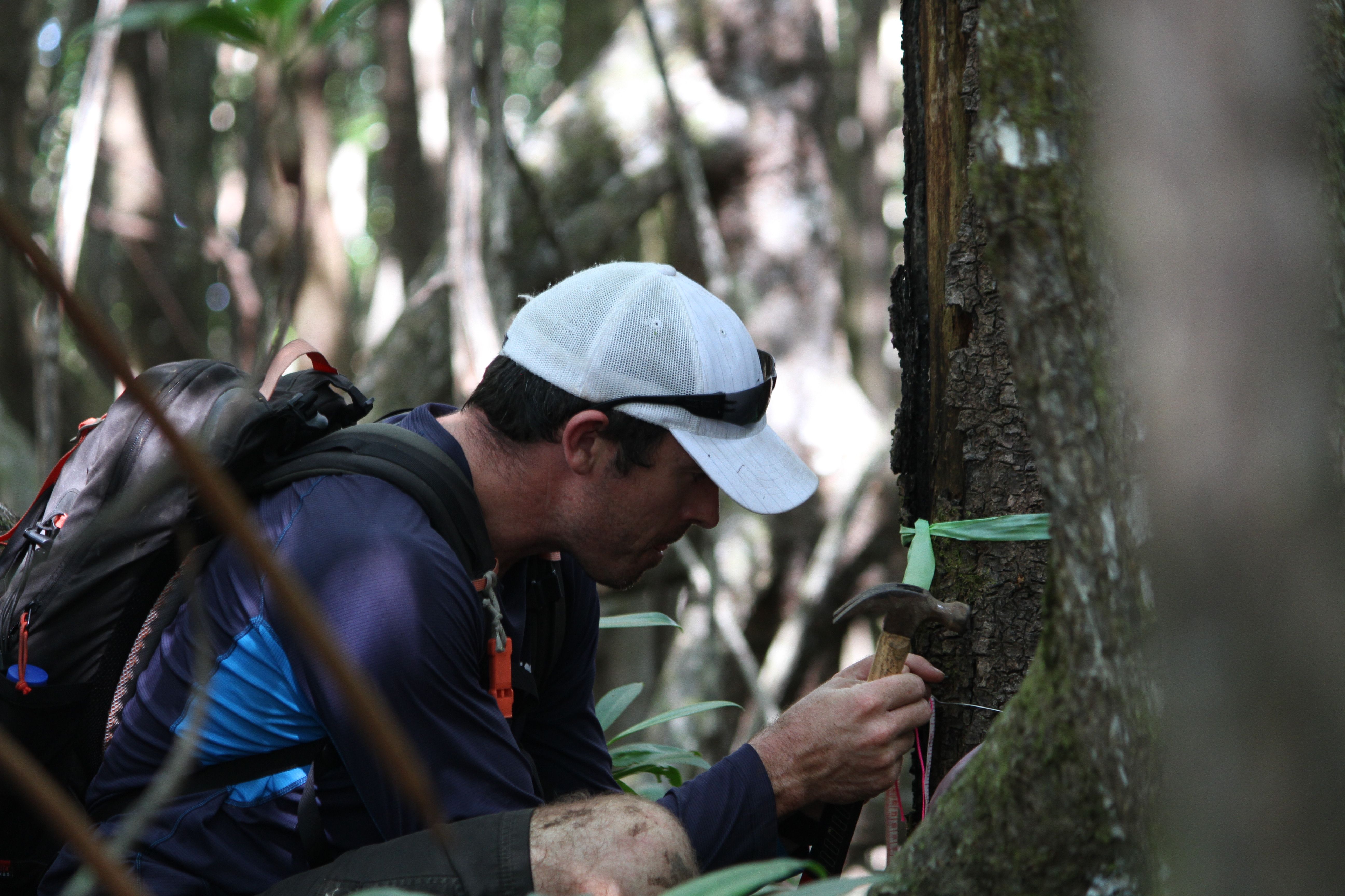 Mangrove field work