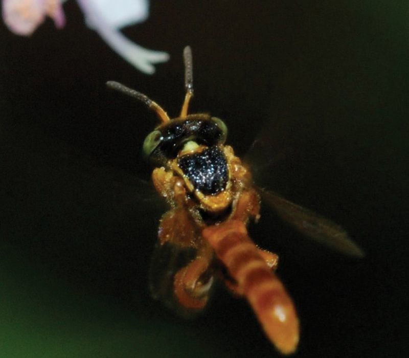 Photo of the Conserving Wild Bees and Other Pollinators of Costa Rica
