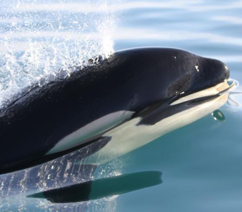 Photo of the Killer Whales and Their Prey in Iceland