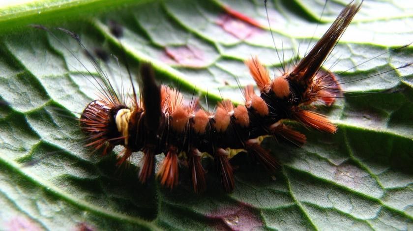 caterpillar species