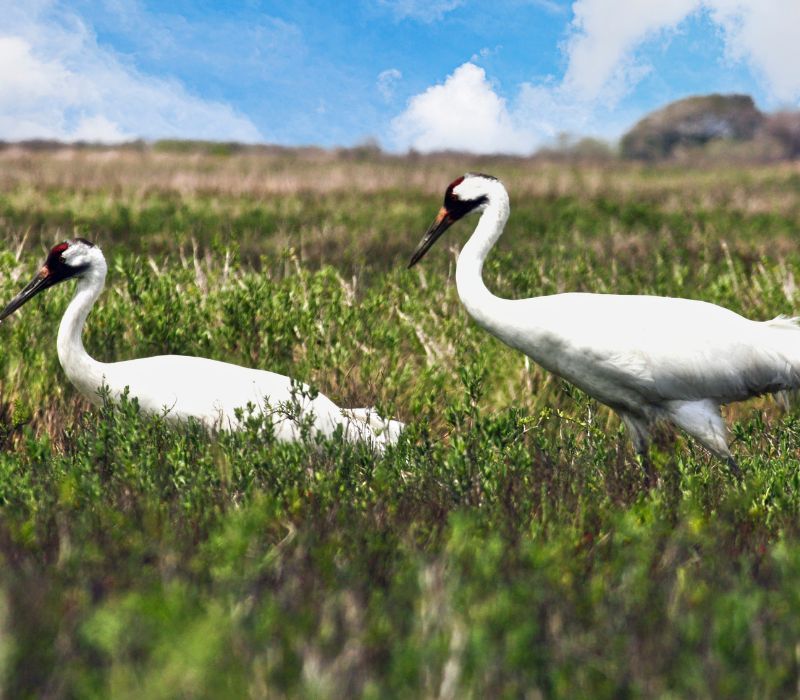 Photo of the Endangered Whooping Cranes on the Texas Coast