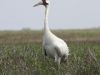 Whooping crane in field