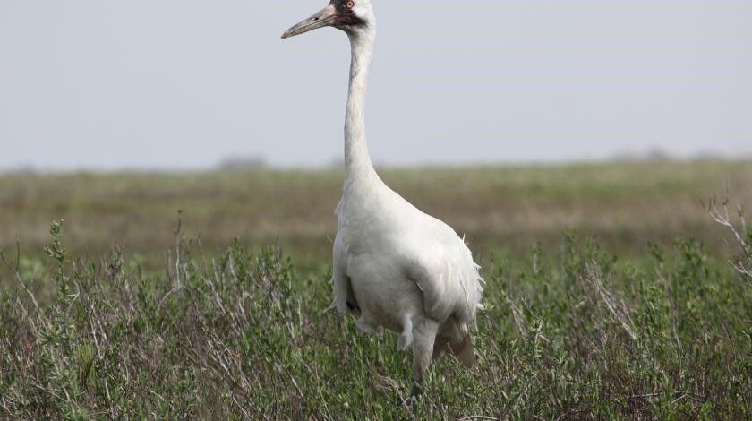 Whooping crane in field