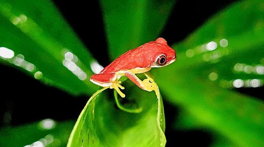 frog