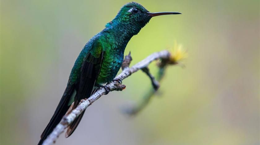 bird in tree