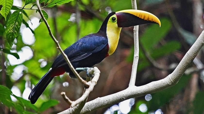 bird in tree