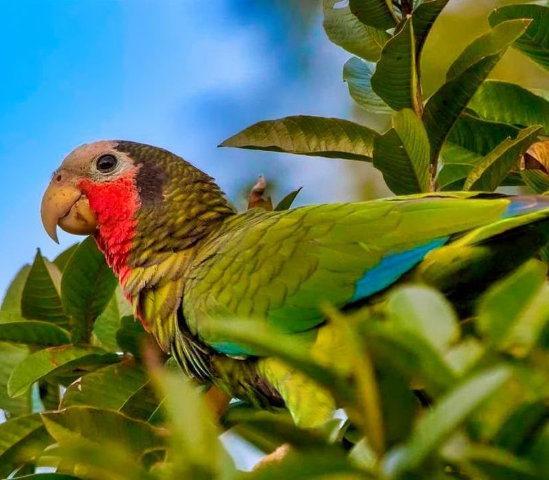Photo of the Cuban Wildlife and Tropical Forests