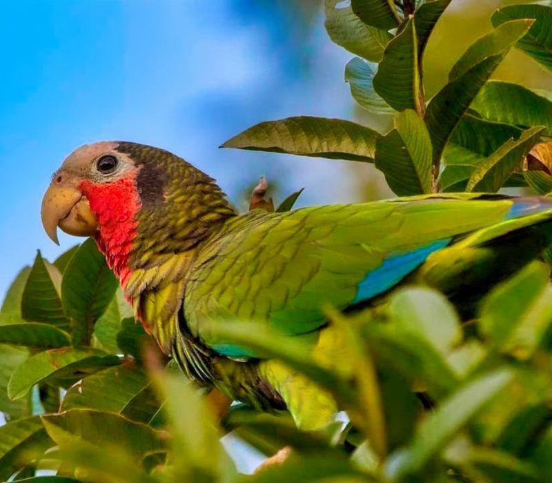 Mapping Biodiversity in Cuba