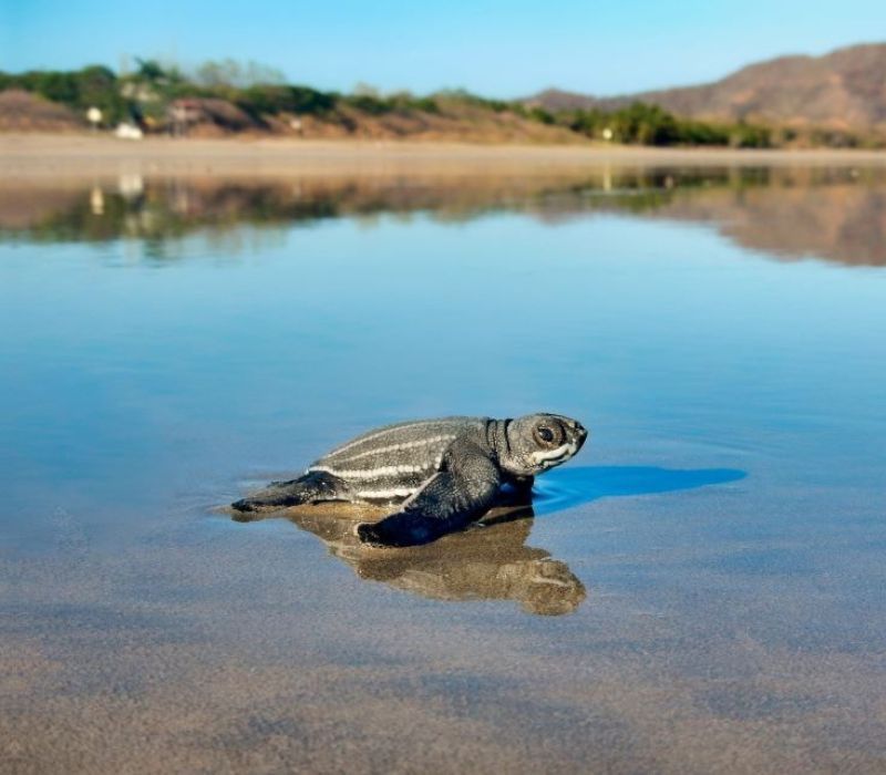 Photo of the Costa Rican Sea Turtles