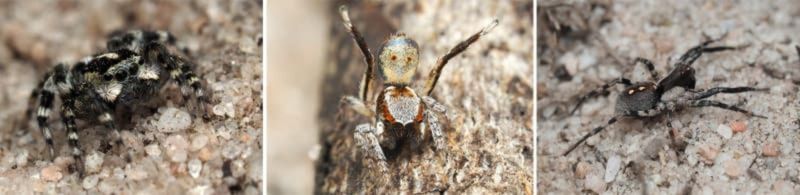 Spiders that look like lollies and have eyes on their belly image 1