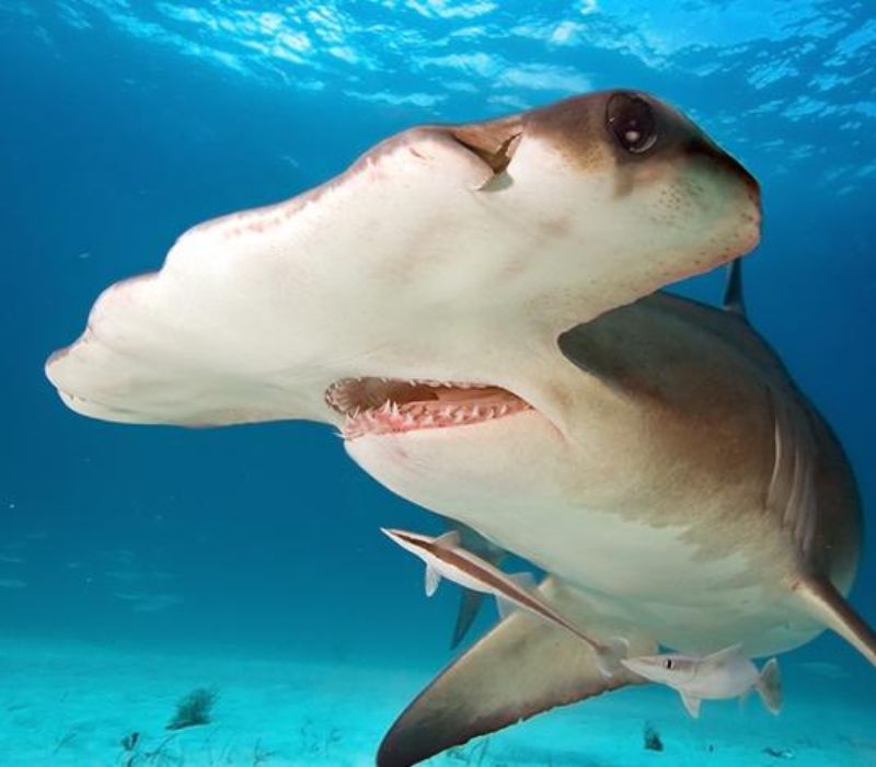 Photo of the Tracking Sharks and Rays in Florida