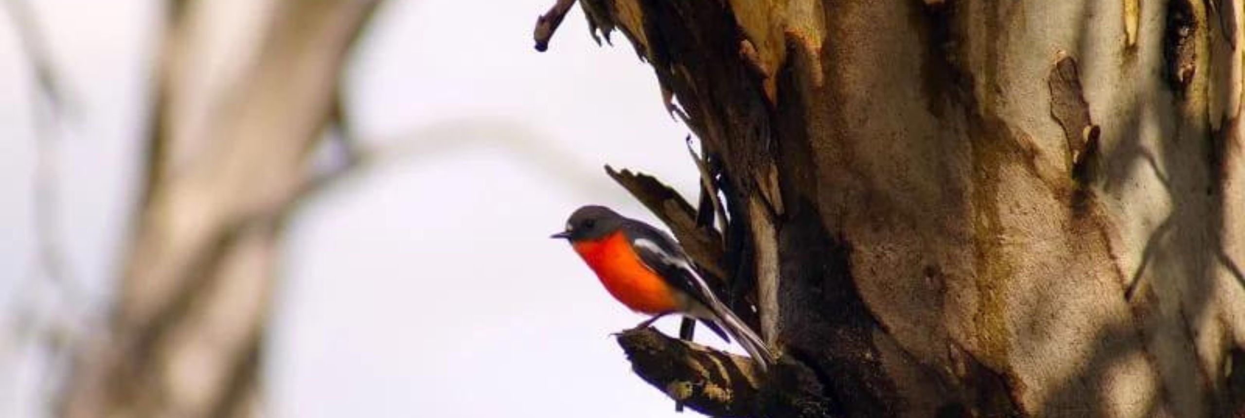 New Mount Buffalo ClimateWatch trail image 1