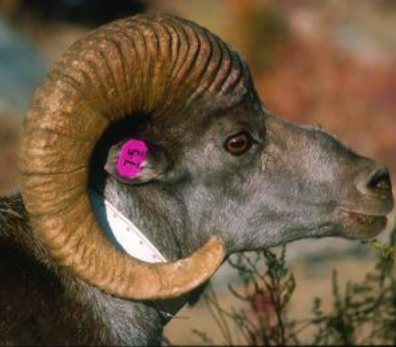 Photo of the Wildlife of the Mongolian Steppe