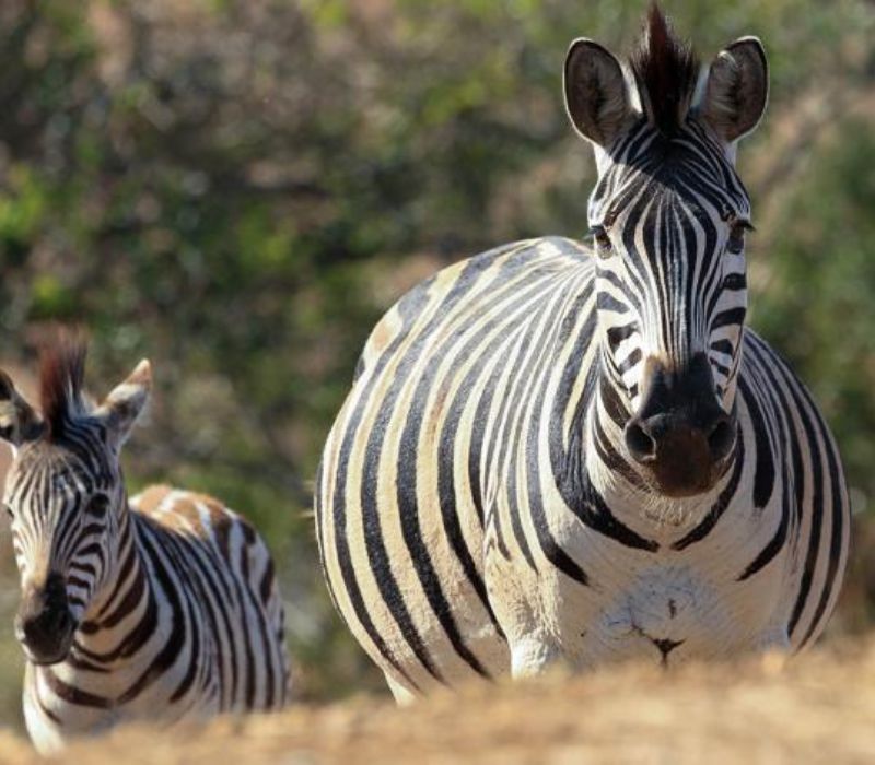 Walking With African Wildlife