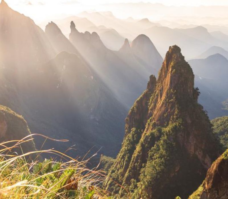 Photo of the Wildlife and Reforestation in Brazil