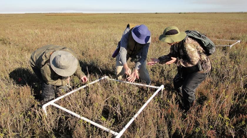 participants conducting field surveys