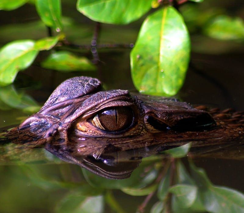 Amazon Riverboat Exploration