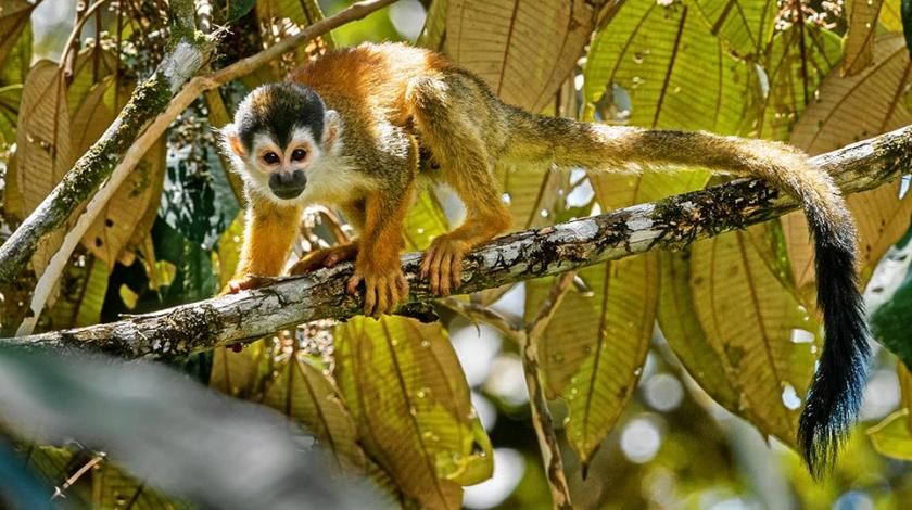 monkey