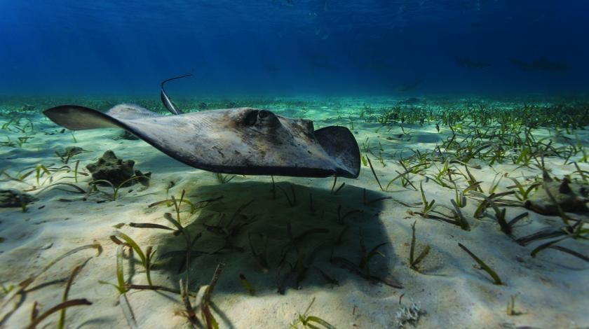 ray underwater