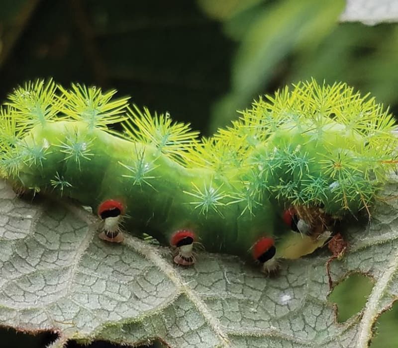 Photo of the Climate Change and Caterpillars