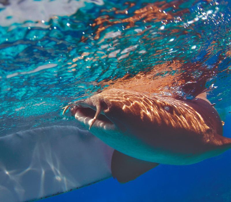 Shark and Ray Conservation in Belize