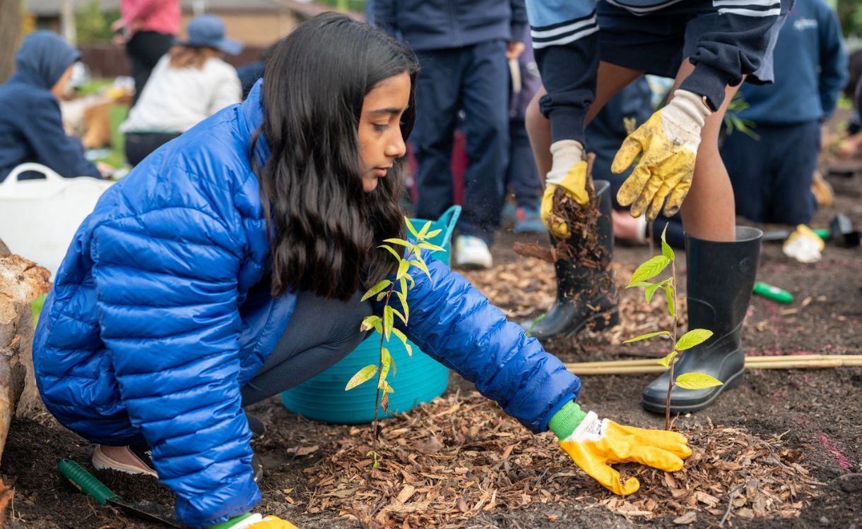 Tree planting