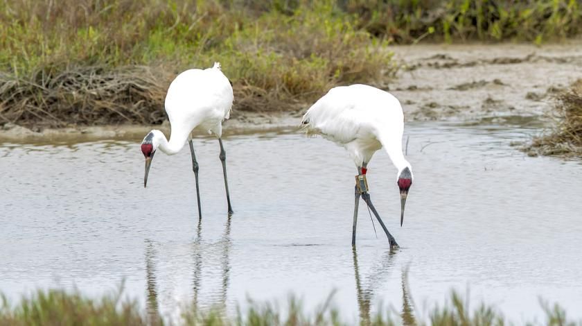 two whooping cranes