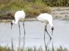 two whooping cranes