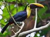 bird in tree