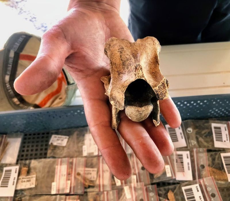 Photo of the Discovering Ancient Societies in Portugal