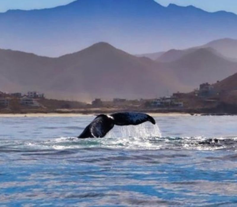 Sea of Giants: Marine Life of the Baja Peninsula